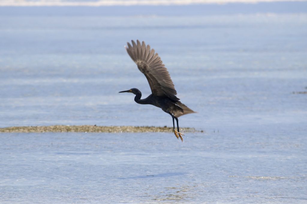 Airone del Madagascar: Egretta dimorpha